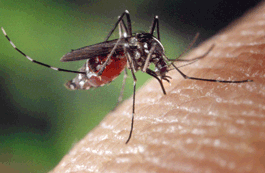 Mosquito Aedes Aegypty