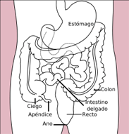 dibujo del sistema digestivo