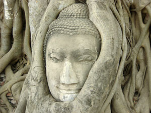 Cabeza de Buda rodeada por una higuera del templo Wat Mahatat en Ayutthaya