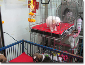 animales en venta en el Mercado de Chatuchak