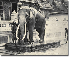 Un elefante blanco en la plataforma en el Gran Palacio