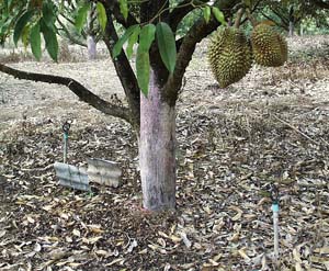 Frutas tropicales en Chanthaburi