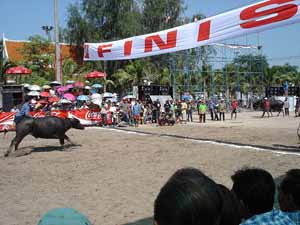 Competición de búfalos en Chonburi