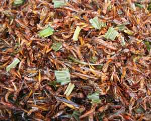 insectos en un mercado de Kanchanaburi