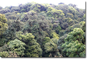 bosque en Doi Inthanon