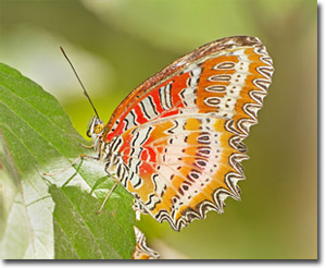 mariposa en el parque nacional de Doi Inthanon