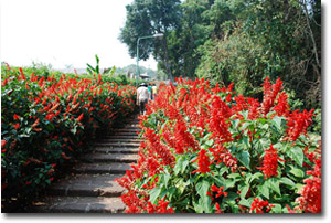 escaleras con flores en el Palacio Bhuping