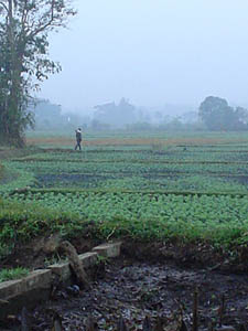 campos cerca de Chiang Mai