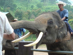 santuario de elefantes en Chiang Mai