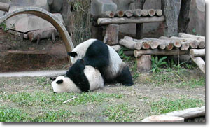 oso panda en el zoo de chiang mai