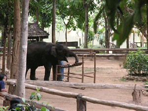 en un show de elefantes en Lampang