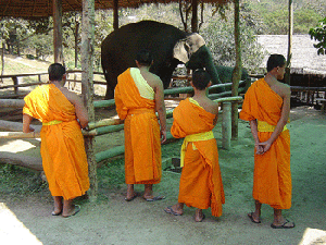 monjes visitando un campo de elefantes en Lampang