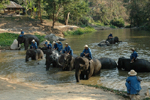 elefantes bañandose en un rio de Lampang