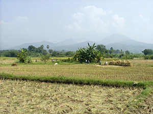 campos En la provincia de Nan