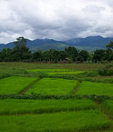 Campos de arroz en el valle de Pai