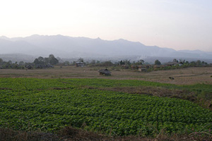 campos de cultivo en Pai