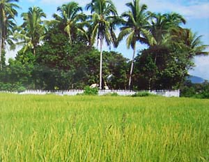 campos sembrado de arroz cerca de Pai