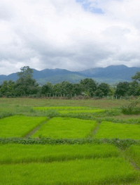 campos de arroz cerca de Pai
