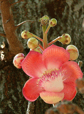 flor en Phayao