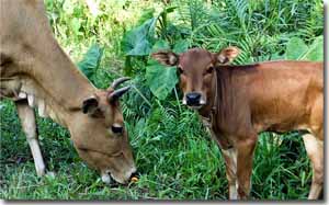 dos vacas en Ko Lanta