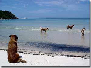 perros en una playa de Ko Pha Ngan