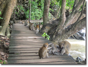 monos cerca de la playa de Ao Nang