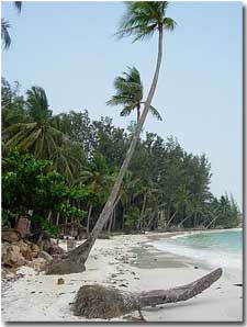 palmeras en la playa de Phi Phi