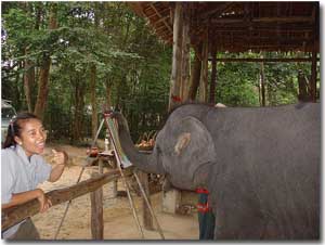 Elefantes en la isla de Phuket
