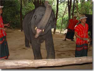 Lugar de entrenamiento de elefantes en Phuket