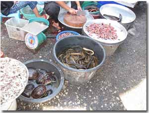 vendiendo pescado en un mercado de Songkhla