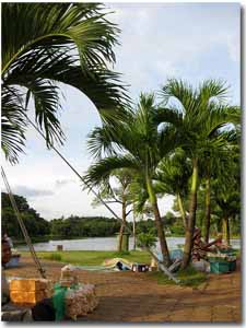 lago con palmeras en Trang